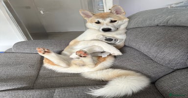 Japanese Akita Inu dogs - Advert 12