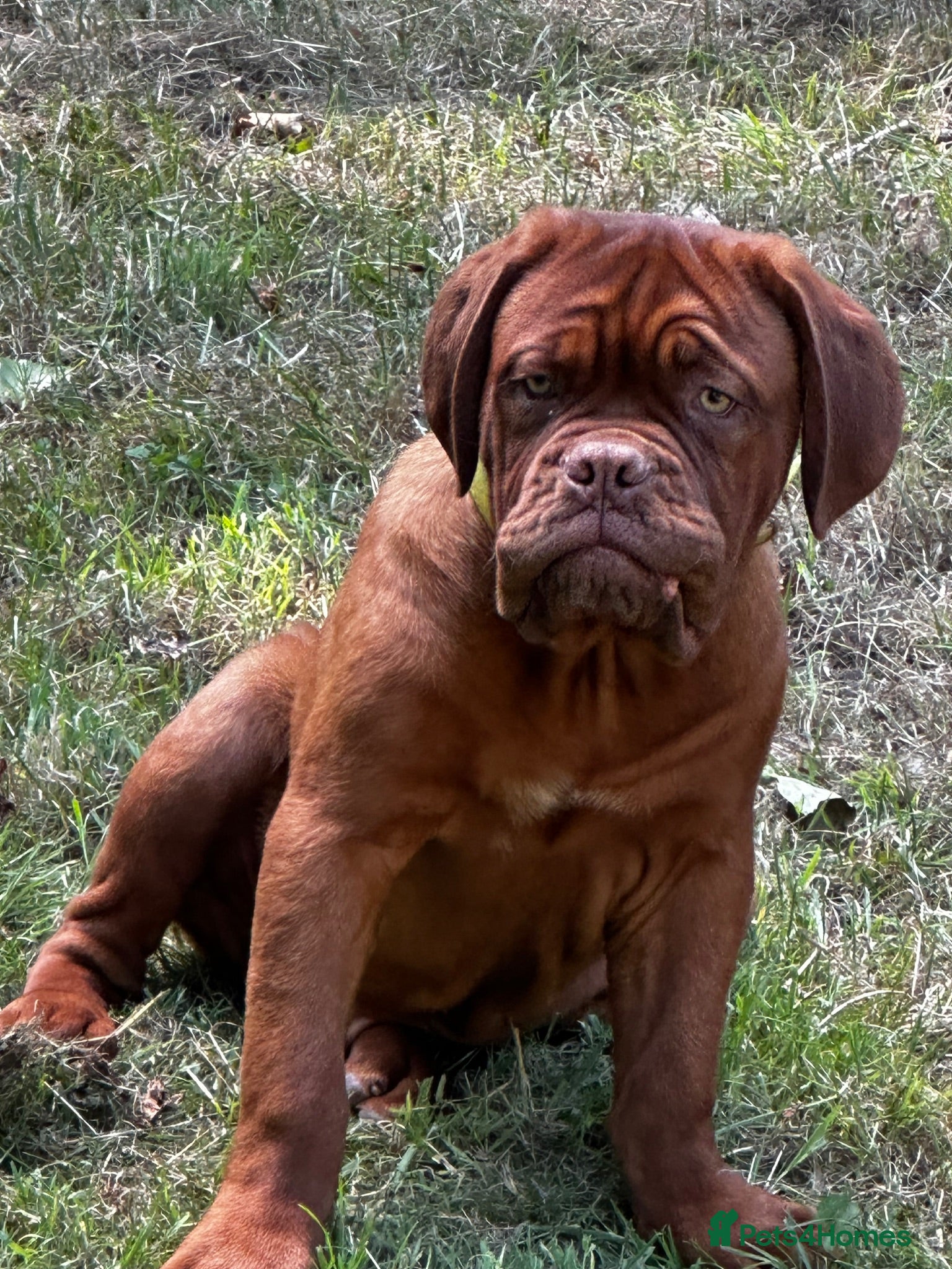 Dogue De Bordeaux dogs Amazing show quality puppies available ! - Advert 1