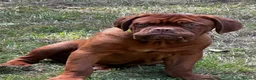 Dogue De Bordeaux dogs for sale: Amazing show quality puppies available ! - Advert 5