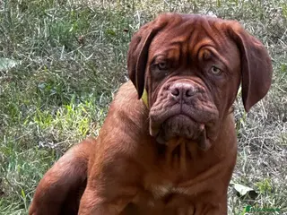 Dogue De Bordeaux dogs Amazing show quality puppies available ! - Advert 1