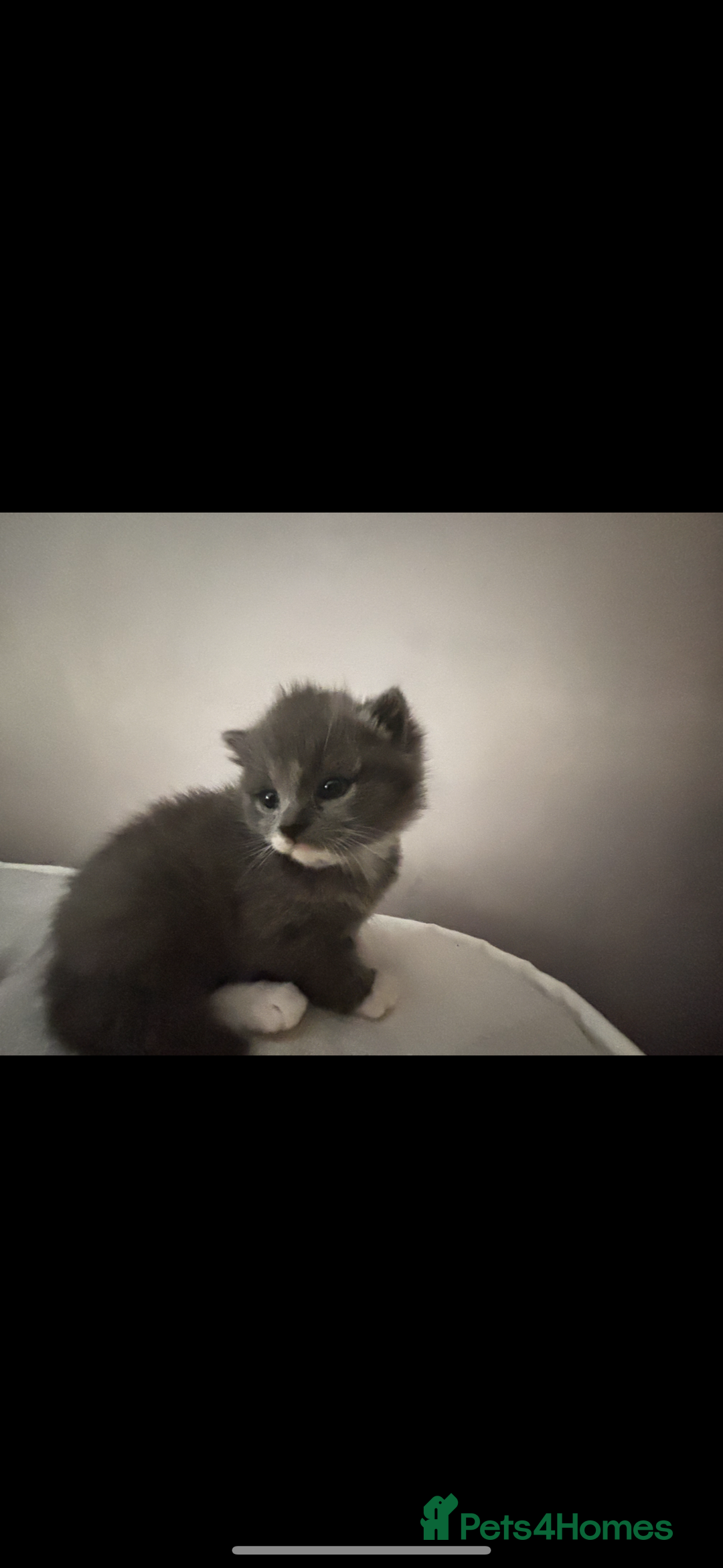 British Shorthair cats for sale: Adorable, male kitten, playful, loves cuddling - Image 3
