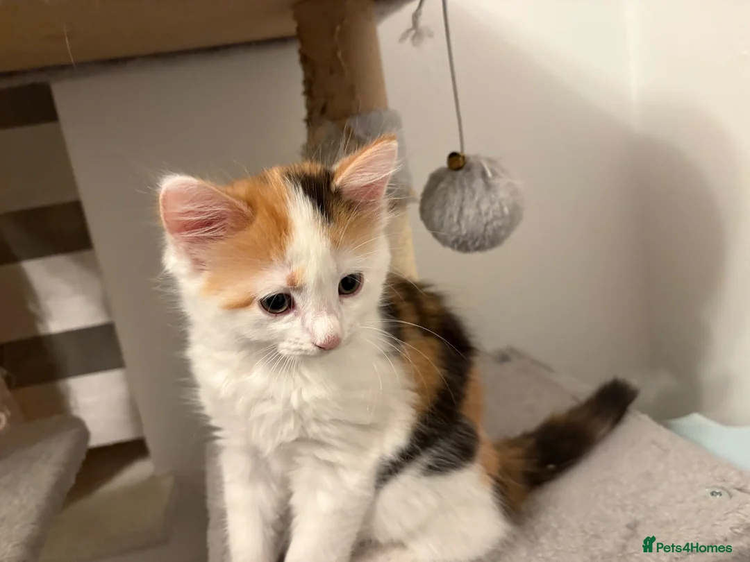 Mixed Breed cats for sale: Female long hair kittens in Southampton - Advert 2