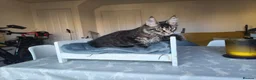 Maine Coon cats for sale: ready now  STUNNING TICA MAINE COON KITTENS - Advert 8