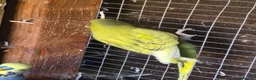 Budgerigars birds for sale: Baby budgies and baby cockatiel  in Norwich - Advert 7