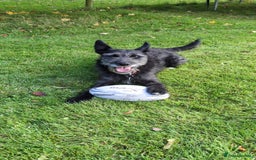 Mixed Breed dogs for adoption: Sweet Gabby looking for LOVe - Image 1