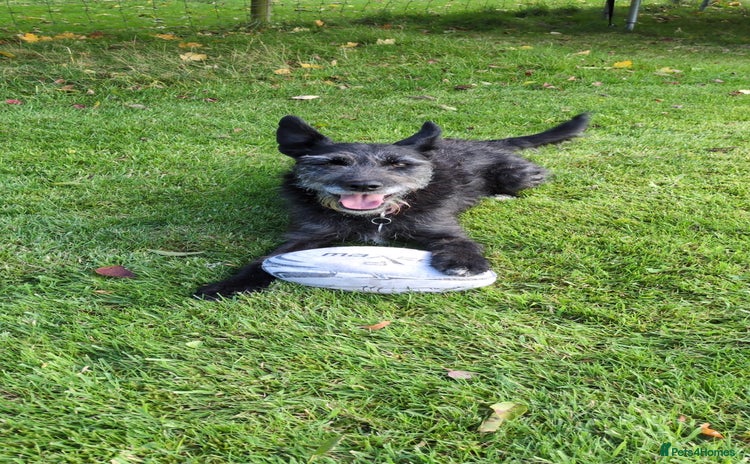 Mixed Breed dogs - Advert 1