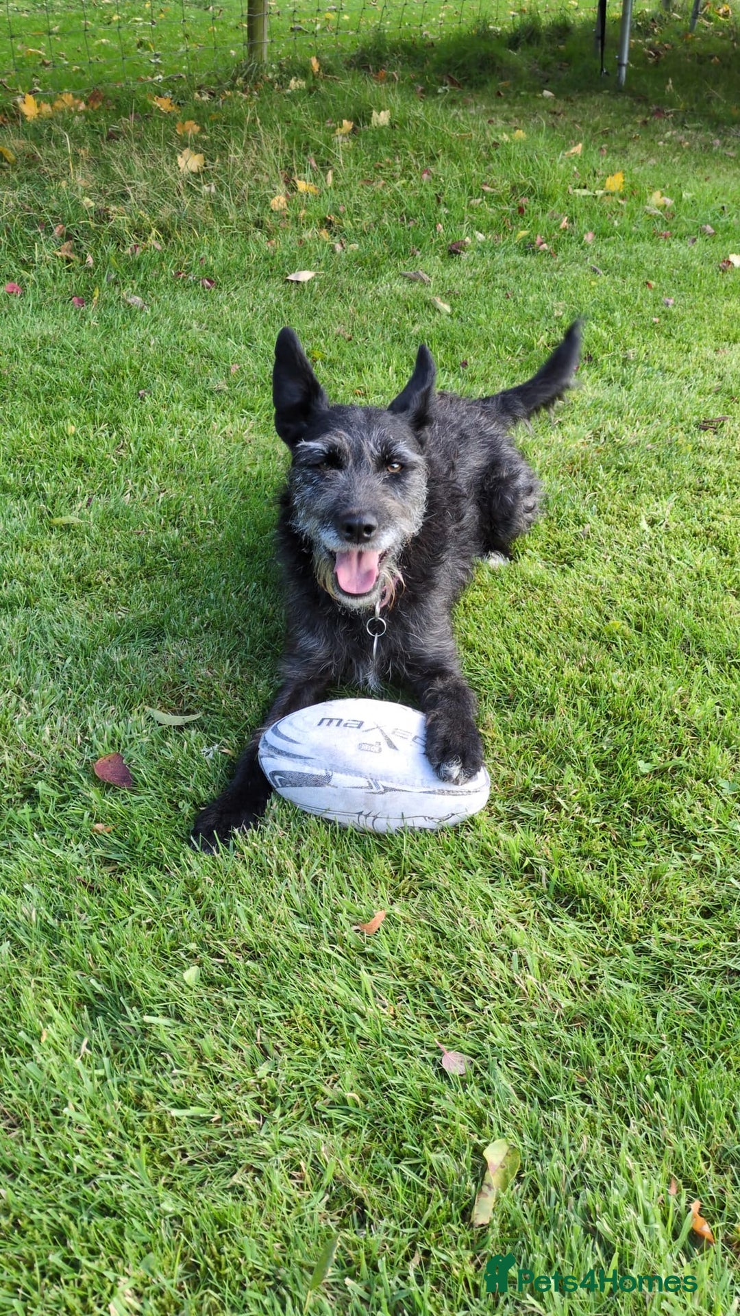 Mixed Breed dogs for adoption: Sweet Gabby looking for LOVe - Image 1
