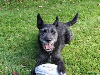 Mixed Breed dogs - Advert 17