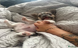 French Bulldog dogs for sale: French bulldog pup - Advert 5