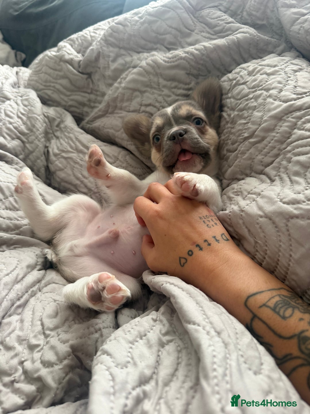 French Bulldog dogs for sale: French bulldog pup - Advert 5