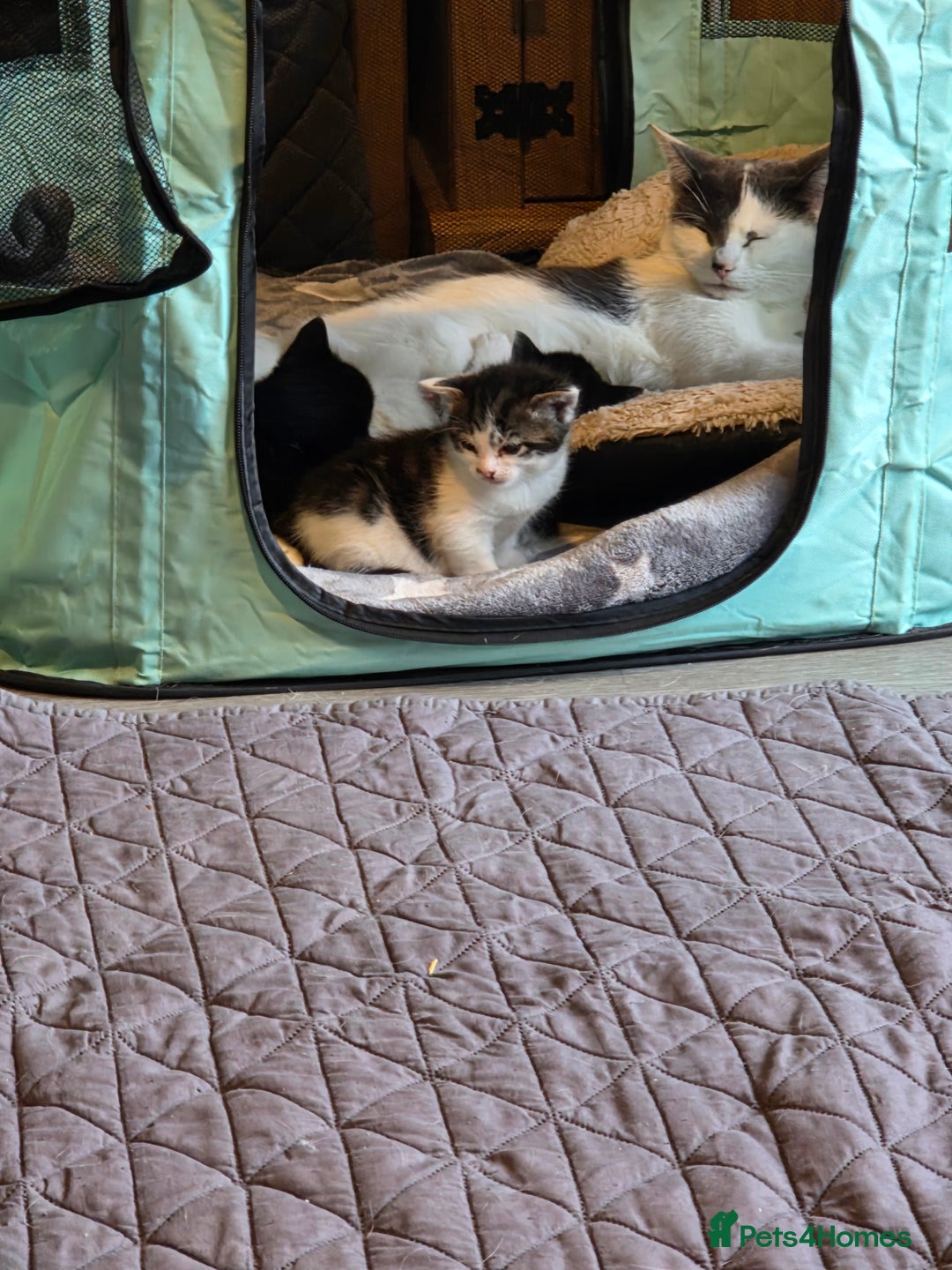 British Shorthair cats for sale: Beautiful  - Advert 1