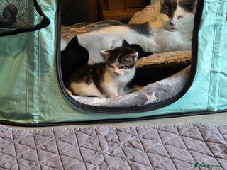 British Shorthair cats Beautiful - Advert 1