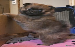 Pomeranian dogs for sale: Gorgeous Pomeranian puppies for sale - Image 1