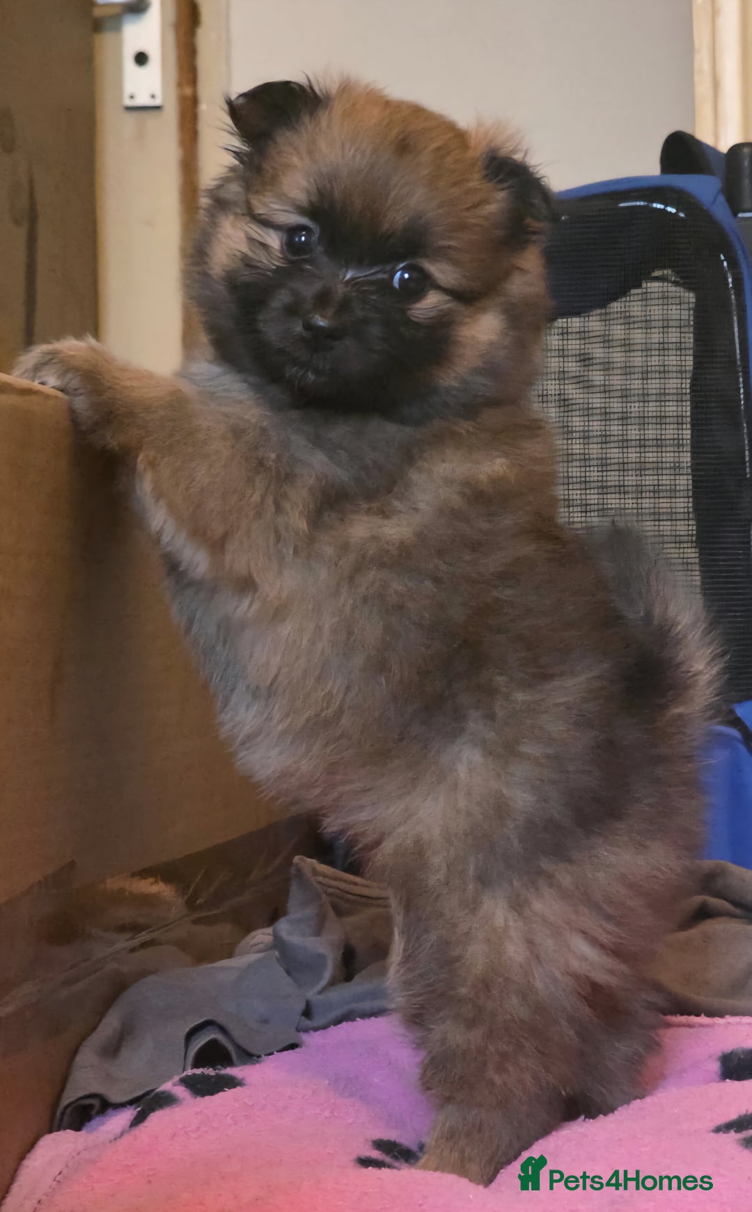 Pomeranian dogs for sale: Gorgeous Pomeranian puppies for sale - Image 1