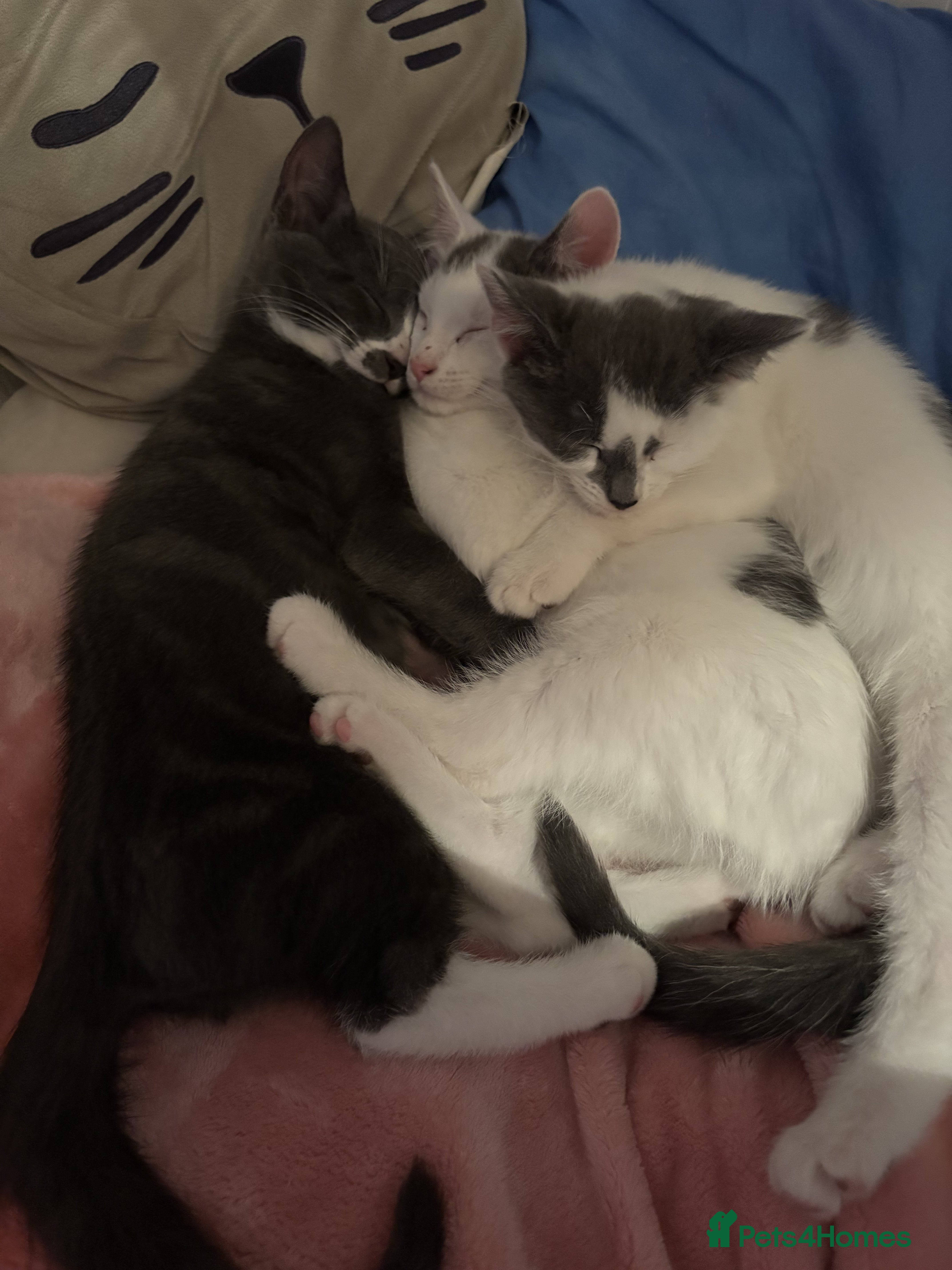 Mixed Breed cats Kittens - Advert 2