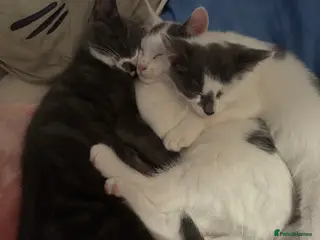 Mixed Breed cats Kittens - Advert 2