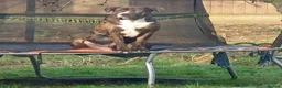 Mixed Breed dogs for sale: 3 handsome bullweiller's left from a litter of 10 in Bristol - Advert 3