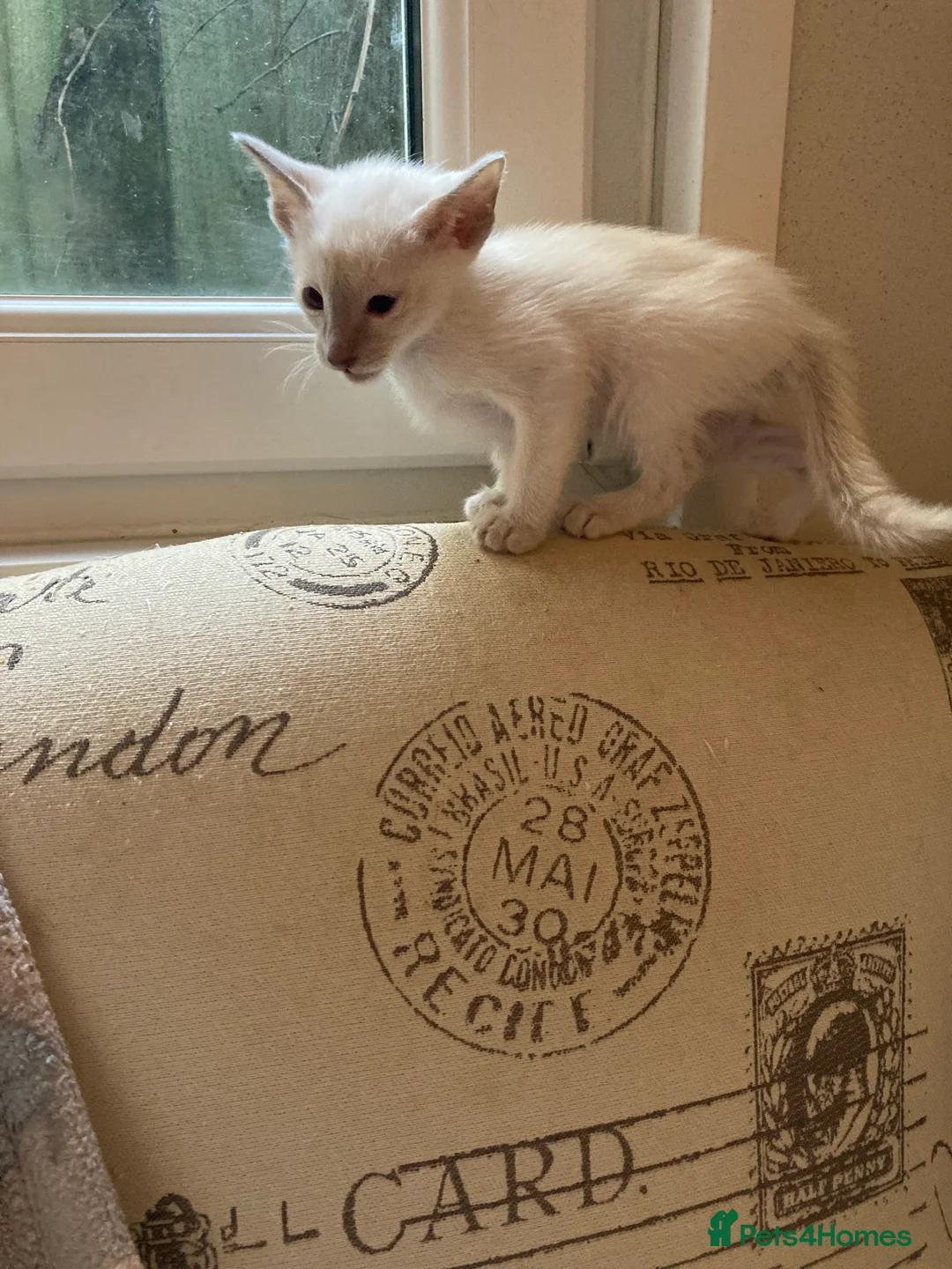 Oriental cats for sale: Oriental boy kittens - Advert 4