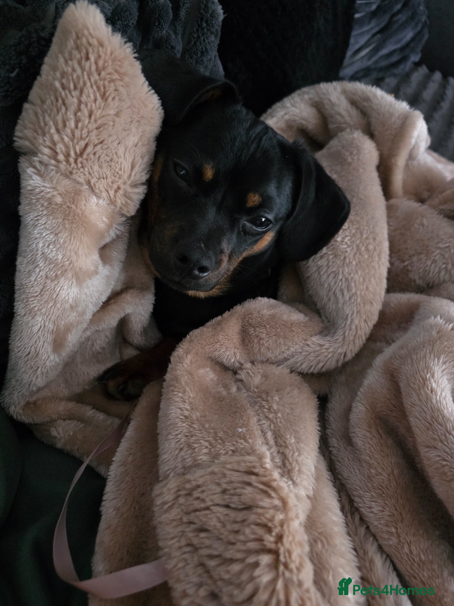 Mixed Breed dogs for sale: Dashaund/pug for sale in Liverpool - Advert 4