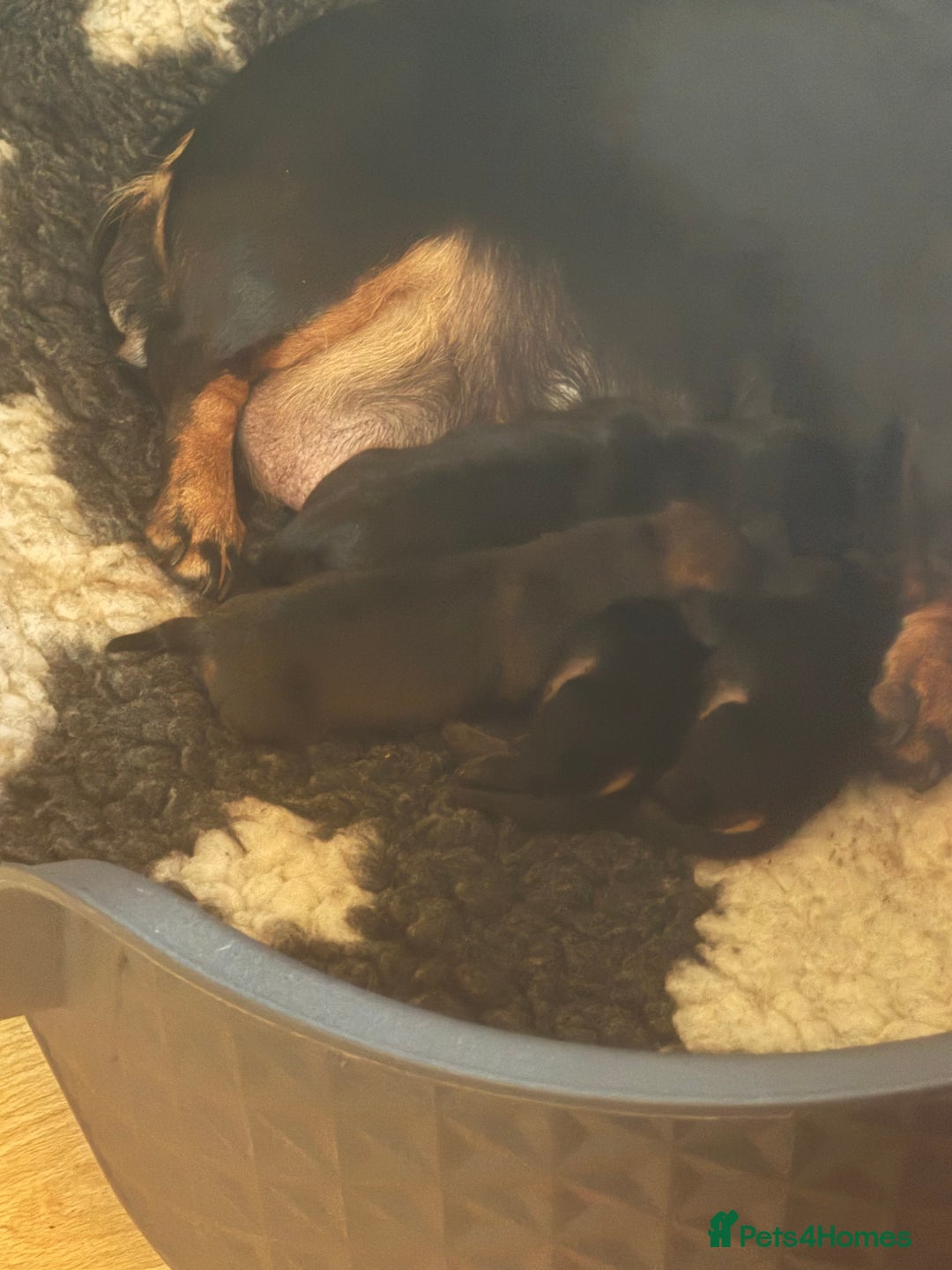 Miniature Dachshund dogs for sale: Dachshunds  - Image 6