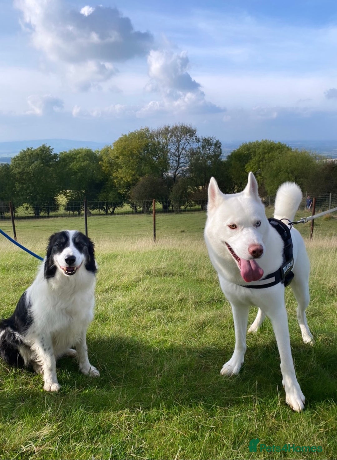 Siberian Husky dogs for sale: Siberian Husky 8 years old. Free to suitable home - Image 3