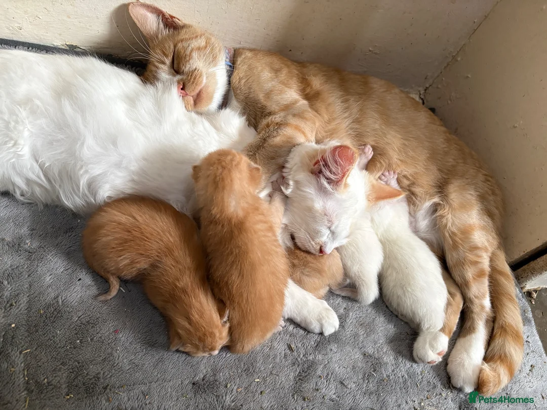 Siamese cats for sale: 4 beautiful kittens  - Advert 1