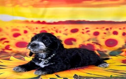 Cockapoo dogs for sale: ⭐️Rare Silver Phantom DNA CLEAR Mini F1 Cockapoos - Image 21