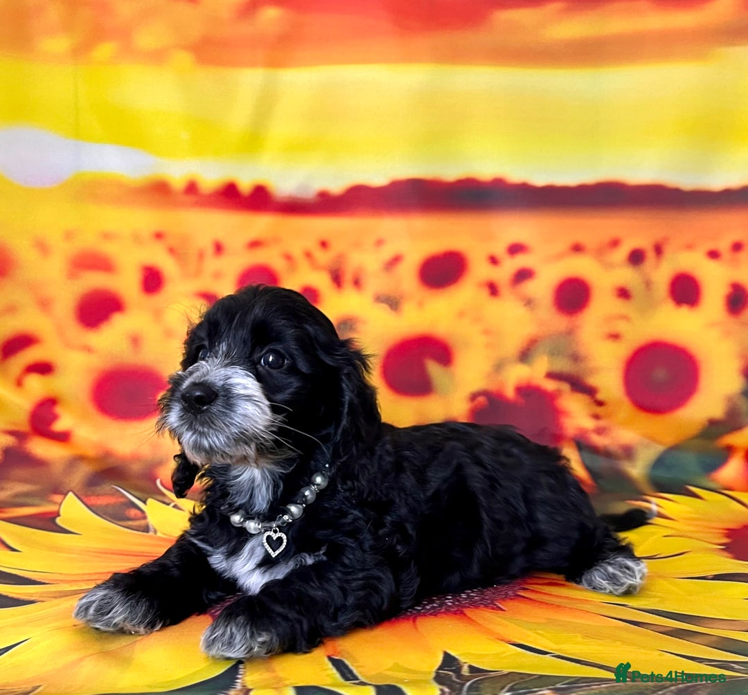 Cockapoo dogs for sale: ⭐️Rare Silver Phantom DNA CLEAR Mini F1 Cockapoos - Image 21