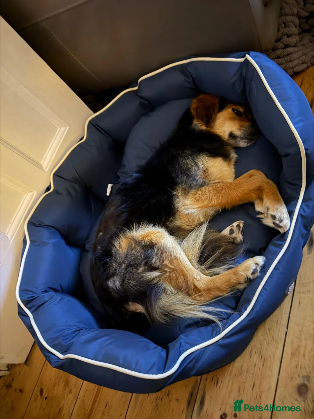 Mixed Breed dogs for adoption: Julina  in Dover - Advert 8