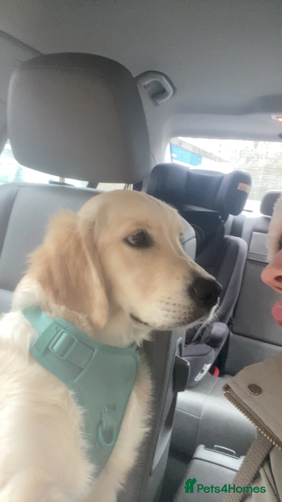 Golden Retriever dogs for sale: Male golden retriever  - Advert 6
