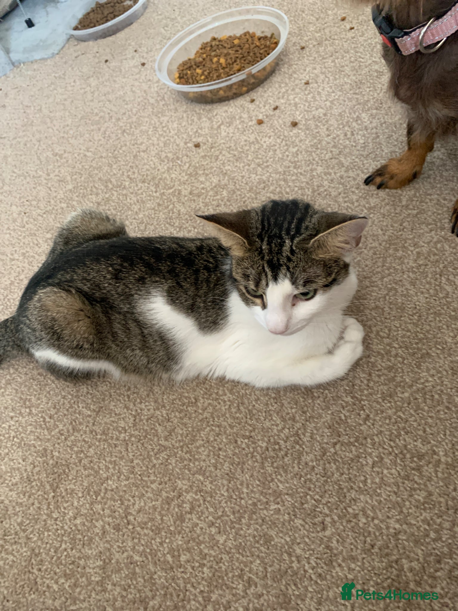 Mixed Breed cats Kittens  - Advert 3