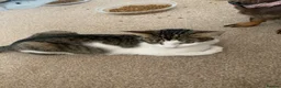 Mixed Breed cats for sale: Kittens  - Advert 1