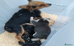 Chihuahua dogs for sale: 3 beautiful chihuahua puppies - Image 20