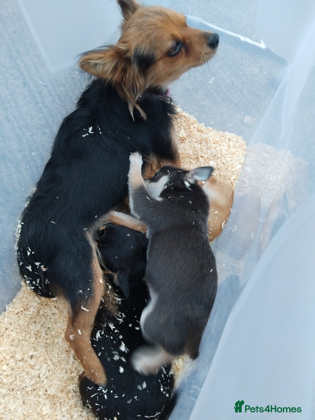 Chihuahua dogs for sale: 3 beautiful chihuahua puppies - Image 20