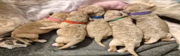 Labradoodle dogs for sale: Multi generation miniature Labradoodle - Advert 15
