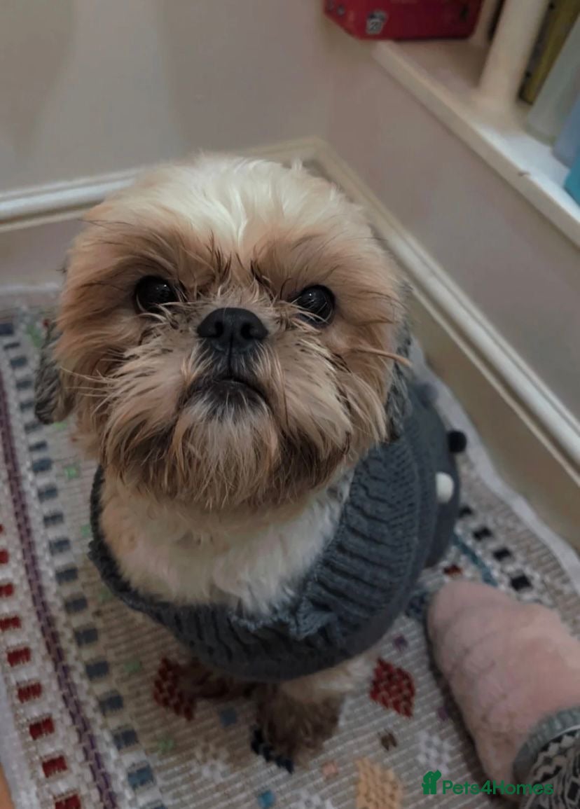 Shih Tzu dogs Imperial shih tzu  - Advert 14