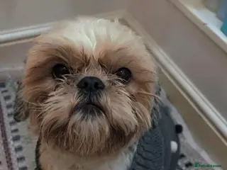 Shih Tzu dogs Imperial shih tzu - Advert 14