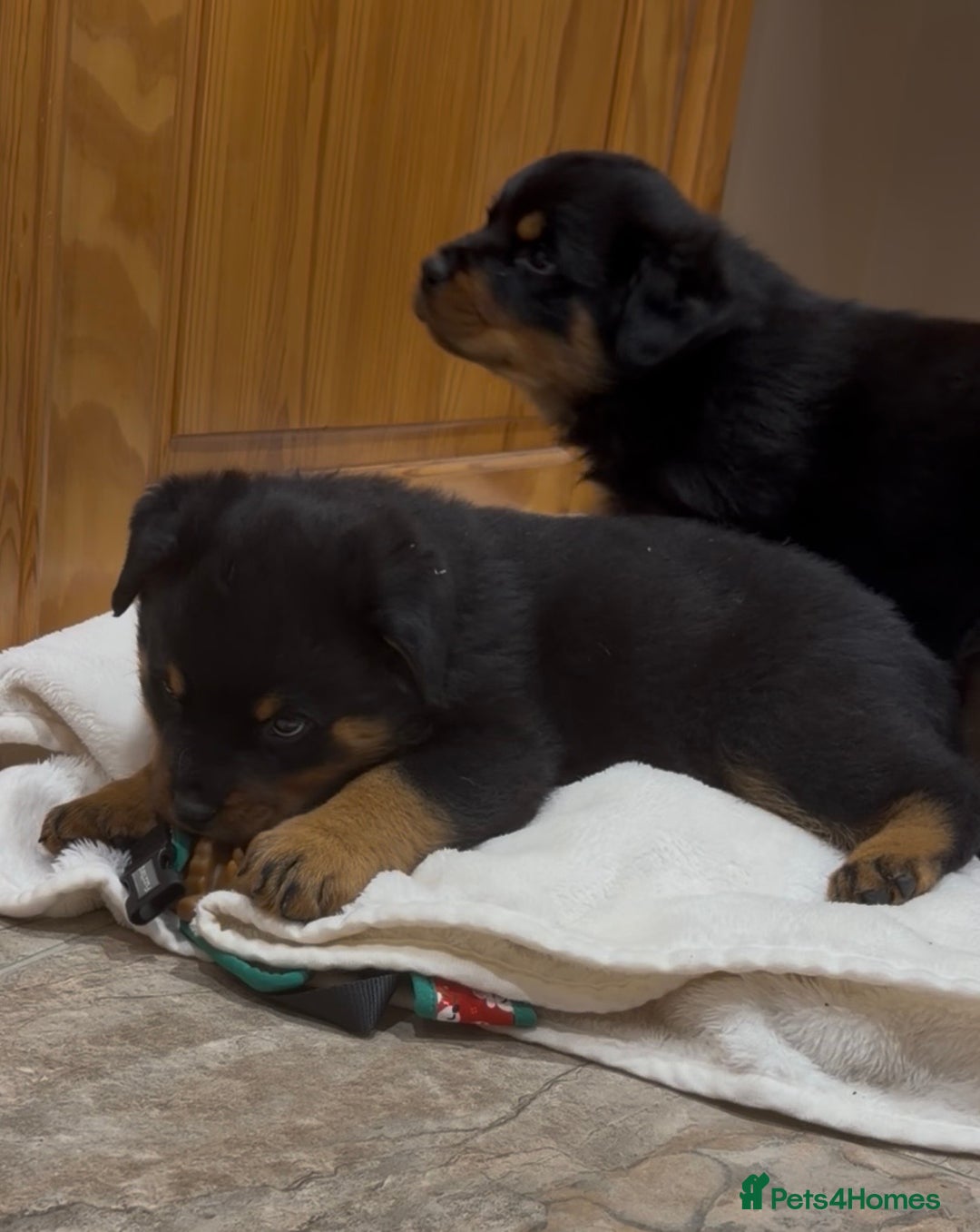 Rottweiler dogs for sale: 2 Big chuncky female Rottweiler puppies - Advert 9