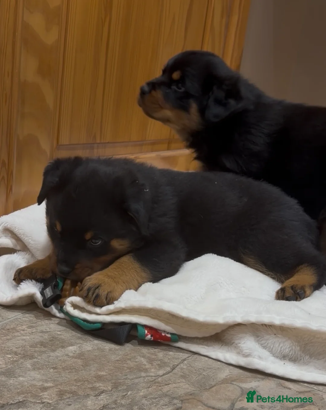 Rottweiler dogs for sale: READY NOW 2 female Rottweiler puppies - Advert 11