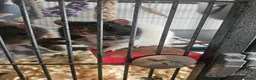 Rat rodents for sale: 2 male rats - Advert 4