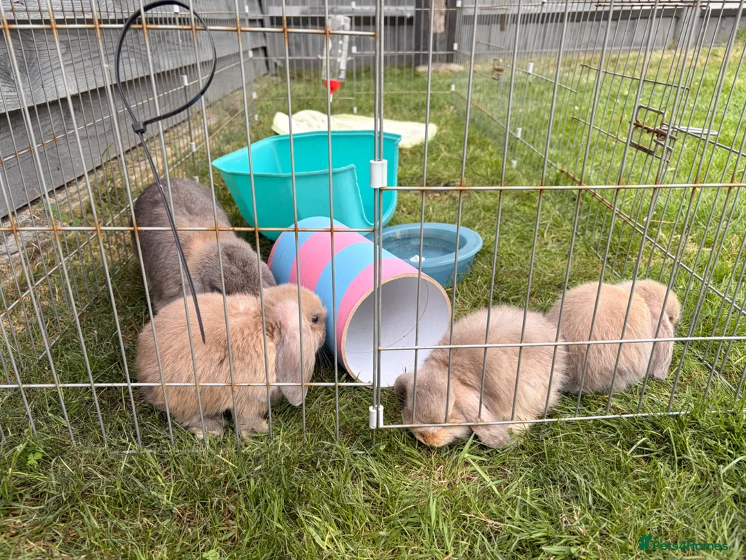 Mini Lop rabbits for sale: Pure Mini Lop Rabbits - Advert 2