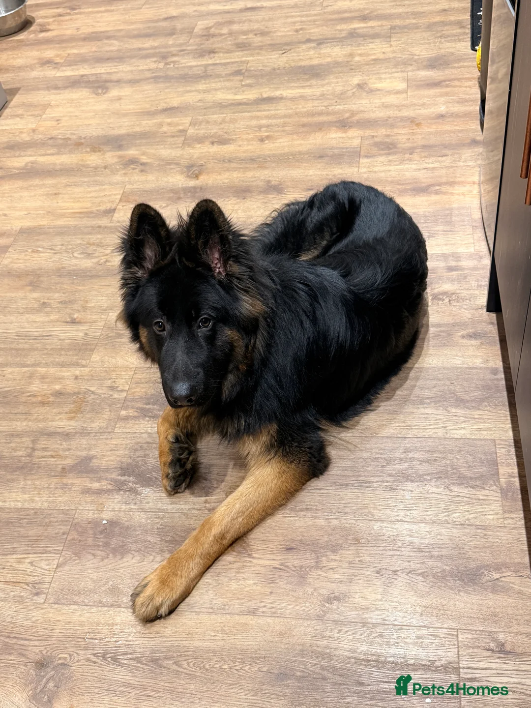 German Shepherd dogs for sale: German Shepherd - 8 months/ Looking for new home in Kettering - Advert 4