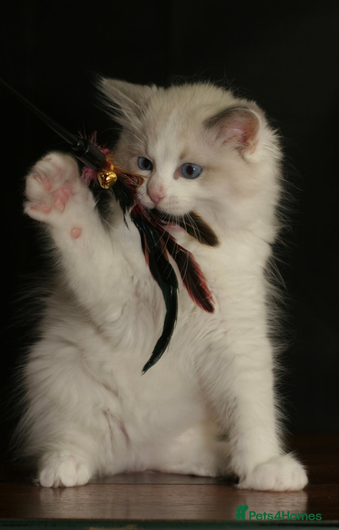 Ragdoll cats for sale: Ragdoll kittens TICA beautiful quality cats  - Image 11