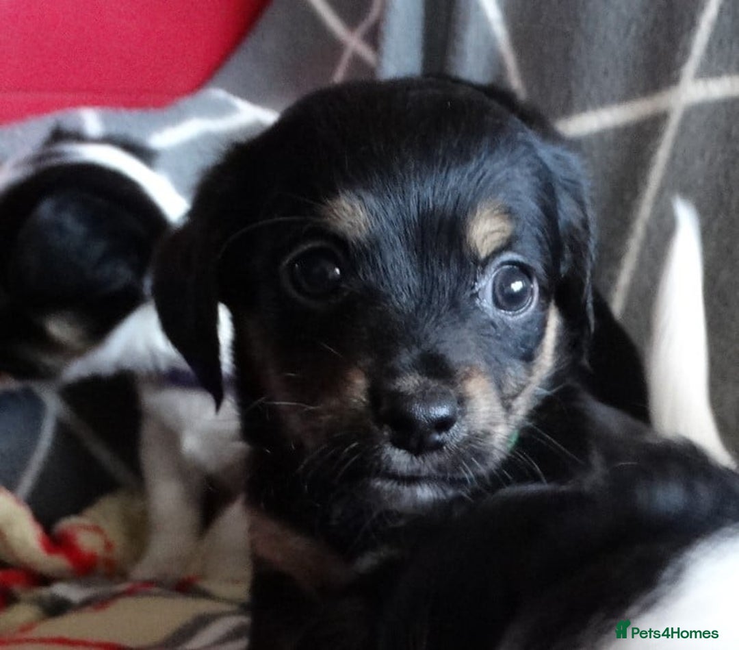 Jack Russell dogs for sale: Beautiful Jack Russell/chihuahua mix puppies - Advert 16