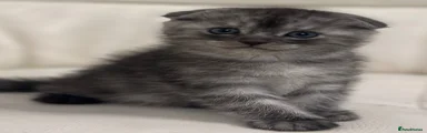Scottish Fold Kitten 3