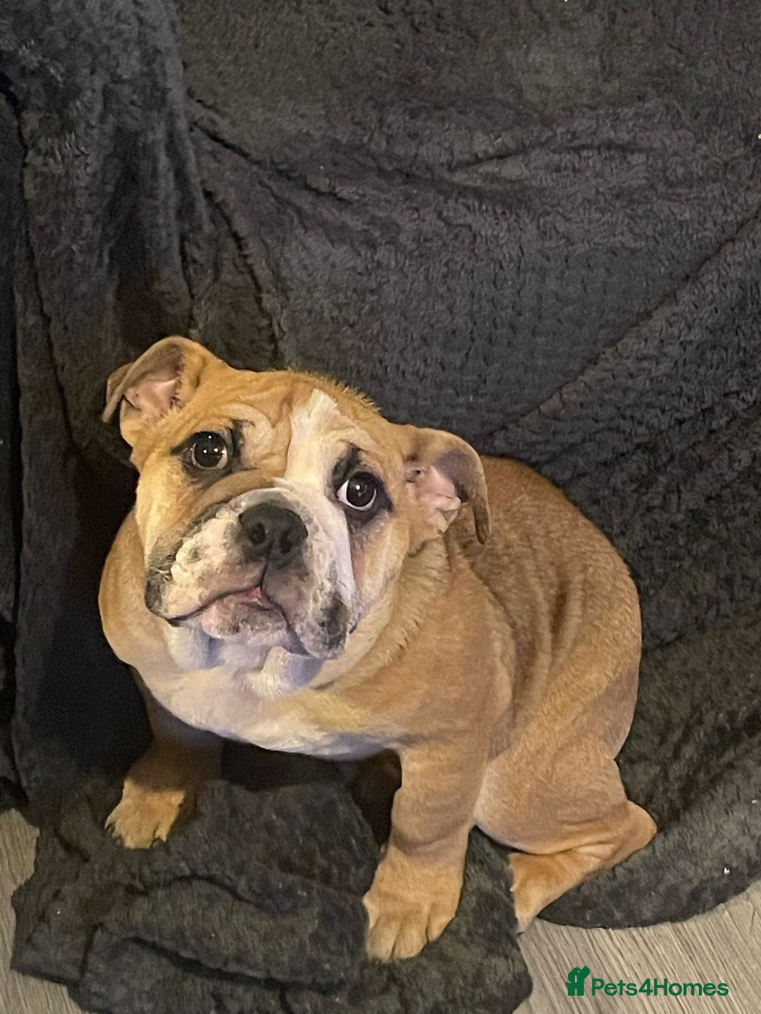 English Bulldog dogs for sale: X2 males bullies  - Advert 2