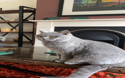 British Shorthair cats for sale: Beautiful 3 year old British blue short haired   - Image 6
