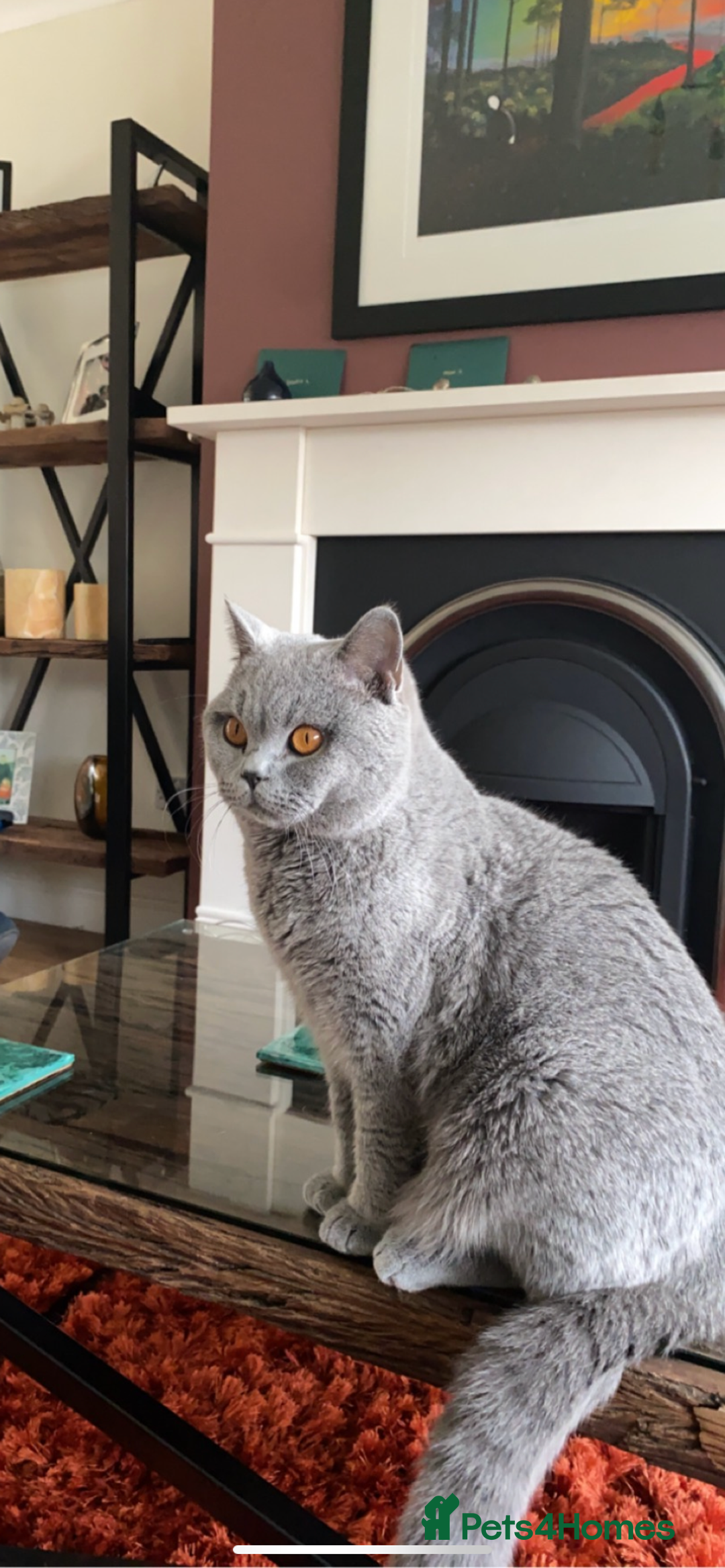 British Shorthair cats for sale: Beautiful 3 year old British blue short haired   - Image 6