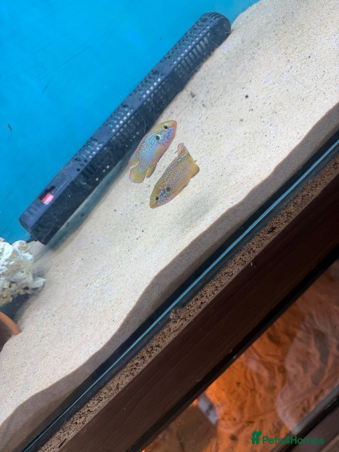 Cichlids fish Breeding pair neon jewel cichlids - Advert 2