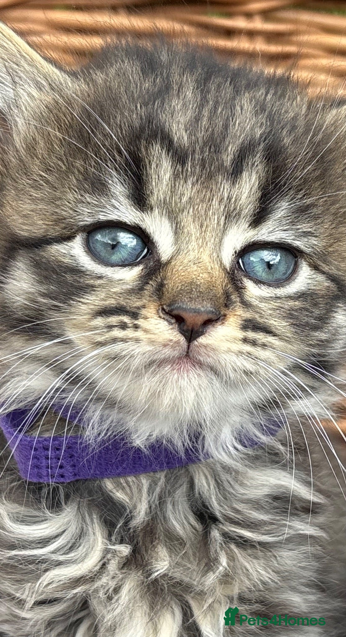 Mixed Breed cats Blue eyed fluffy babies  - Advert 8